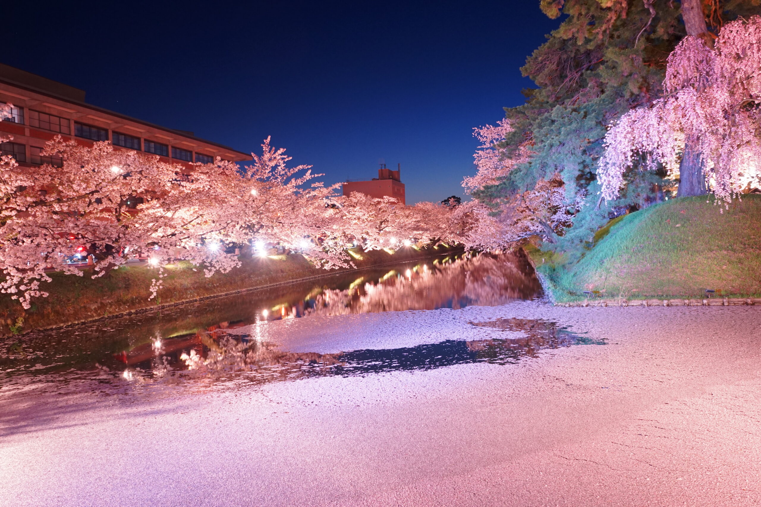Night view of illuminated cherry blossoms along a canal reflecting pink lights in the water, with a building on the left at dusk.