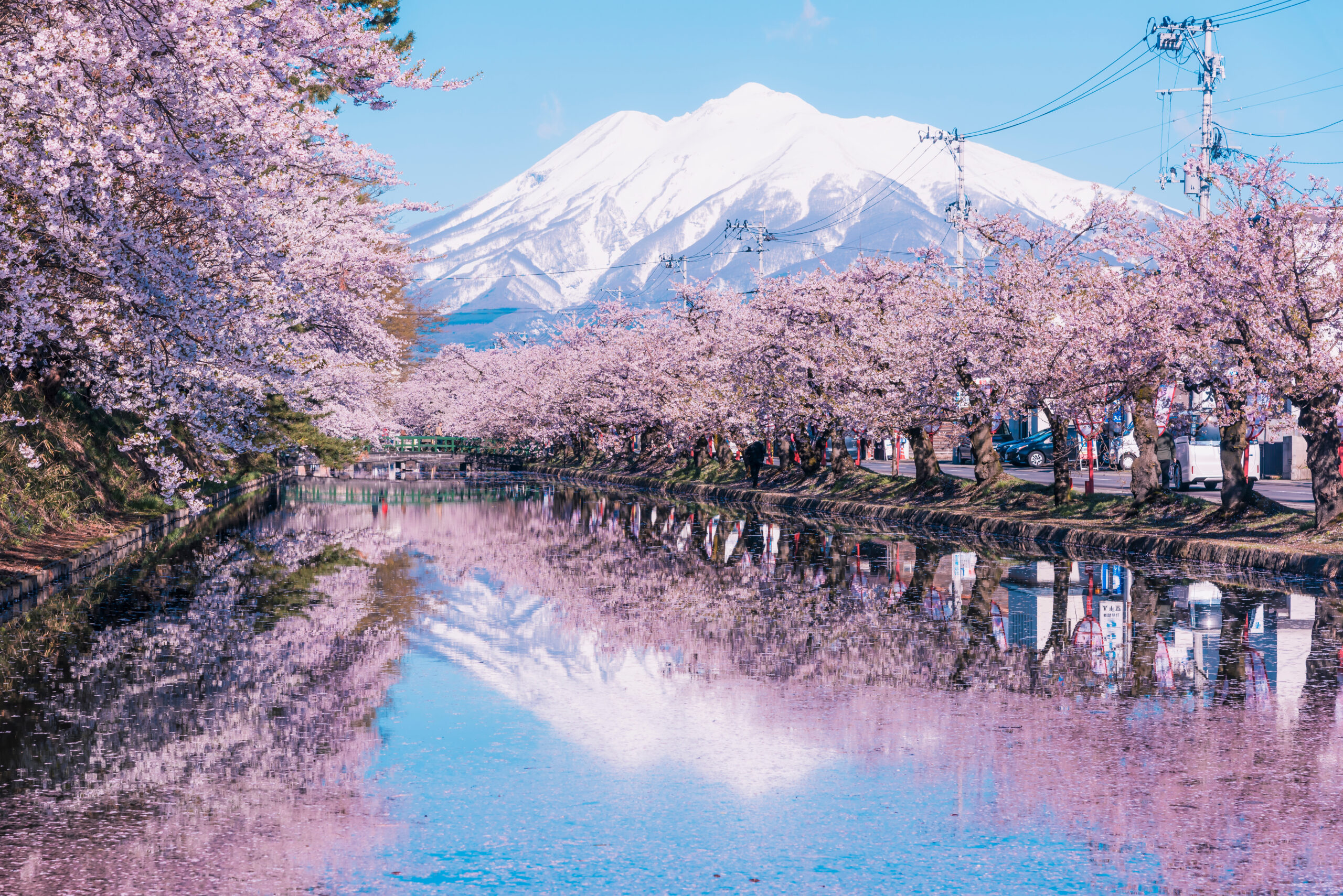 Row of cherry blossom trees along a canal with a snow-capped mountain in the background and their pink reflections in the water.