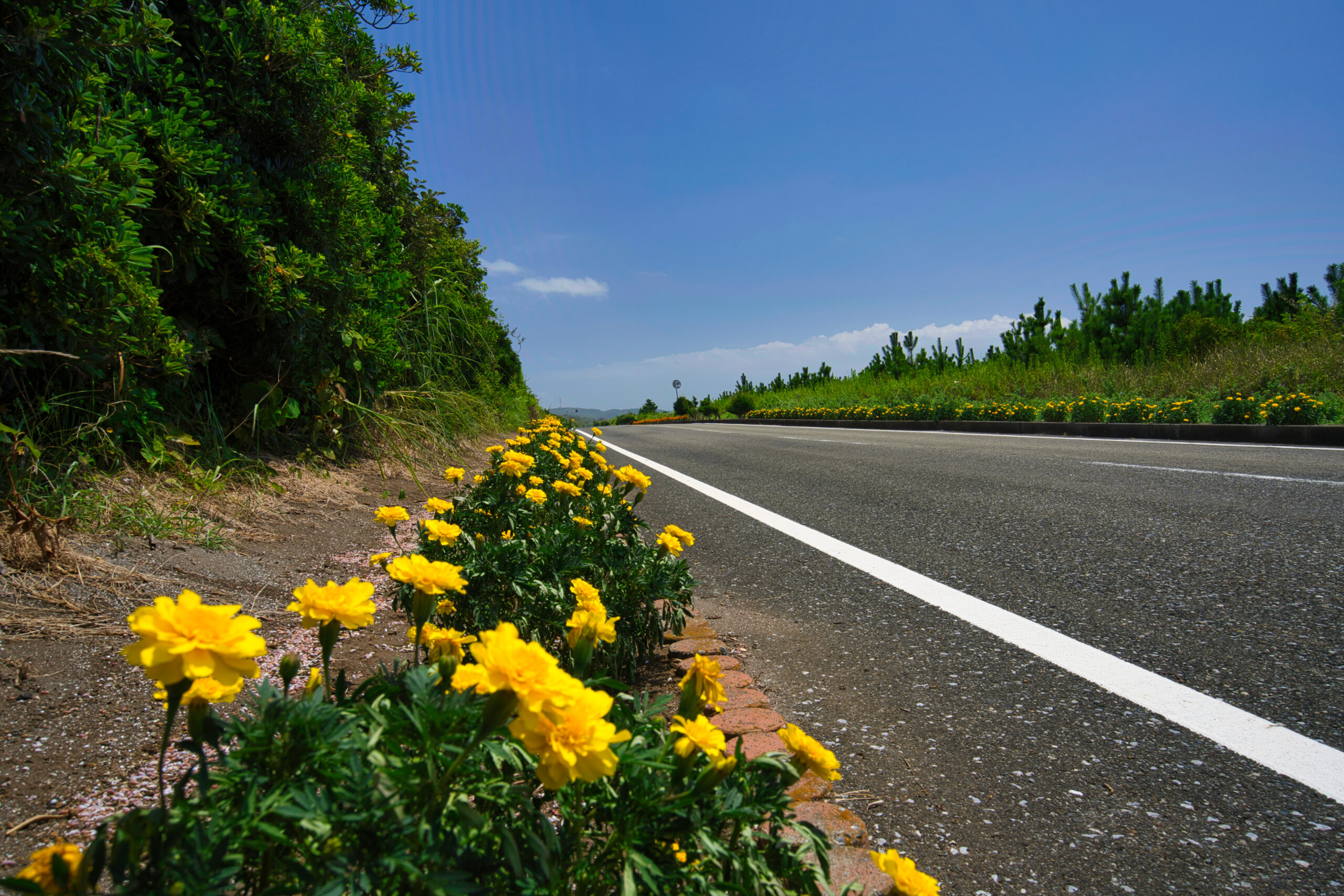 Yellow flowers line a roadside curb with a clear blue sky and green bushes on the left side of a highway.