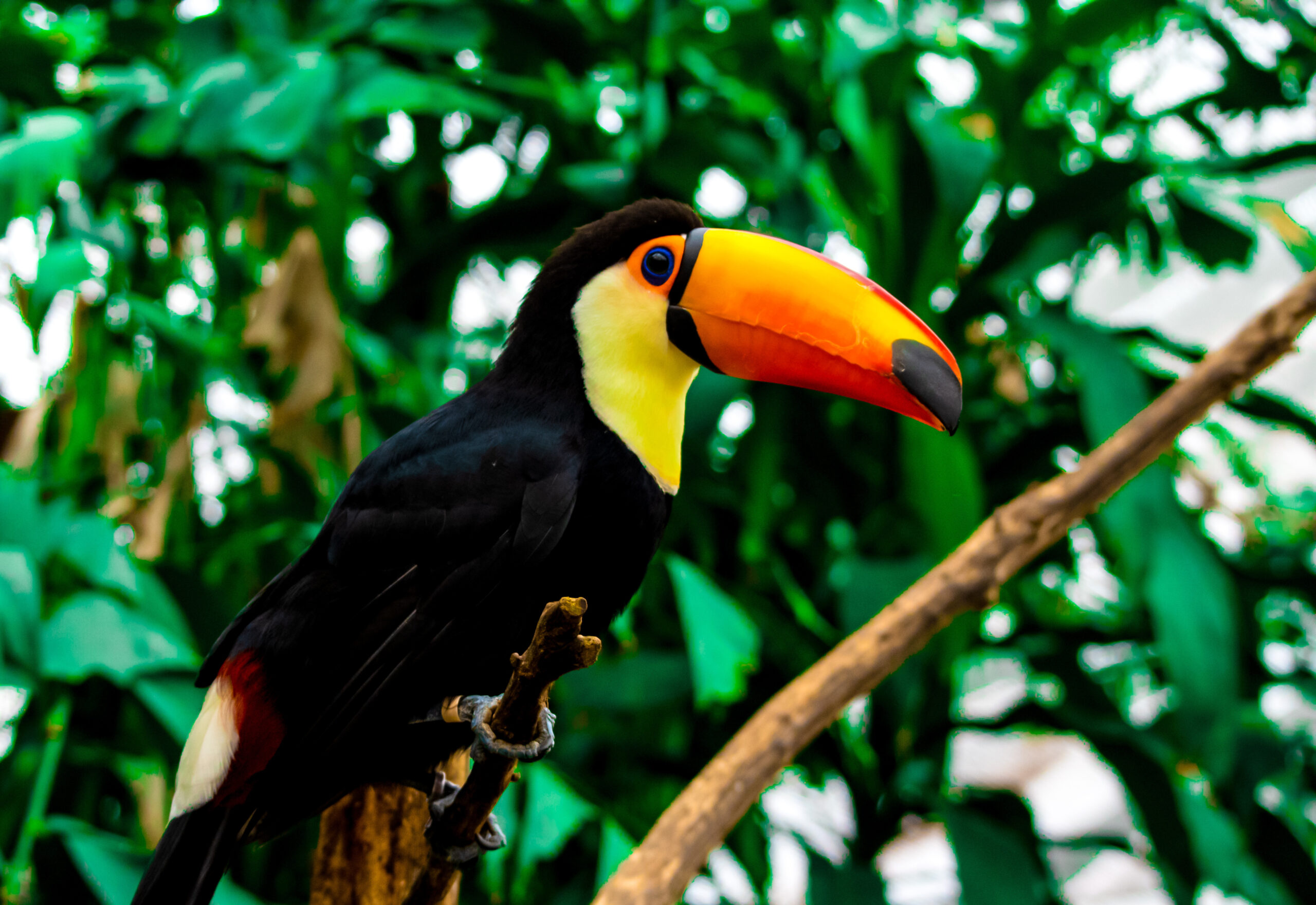 Toucan perched on a branch with a bright yellow-orange beak and black body in a lush green jungle.