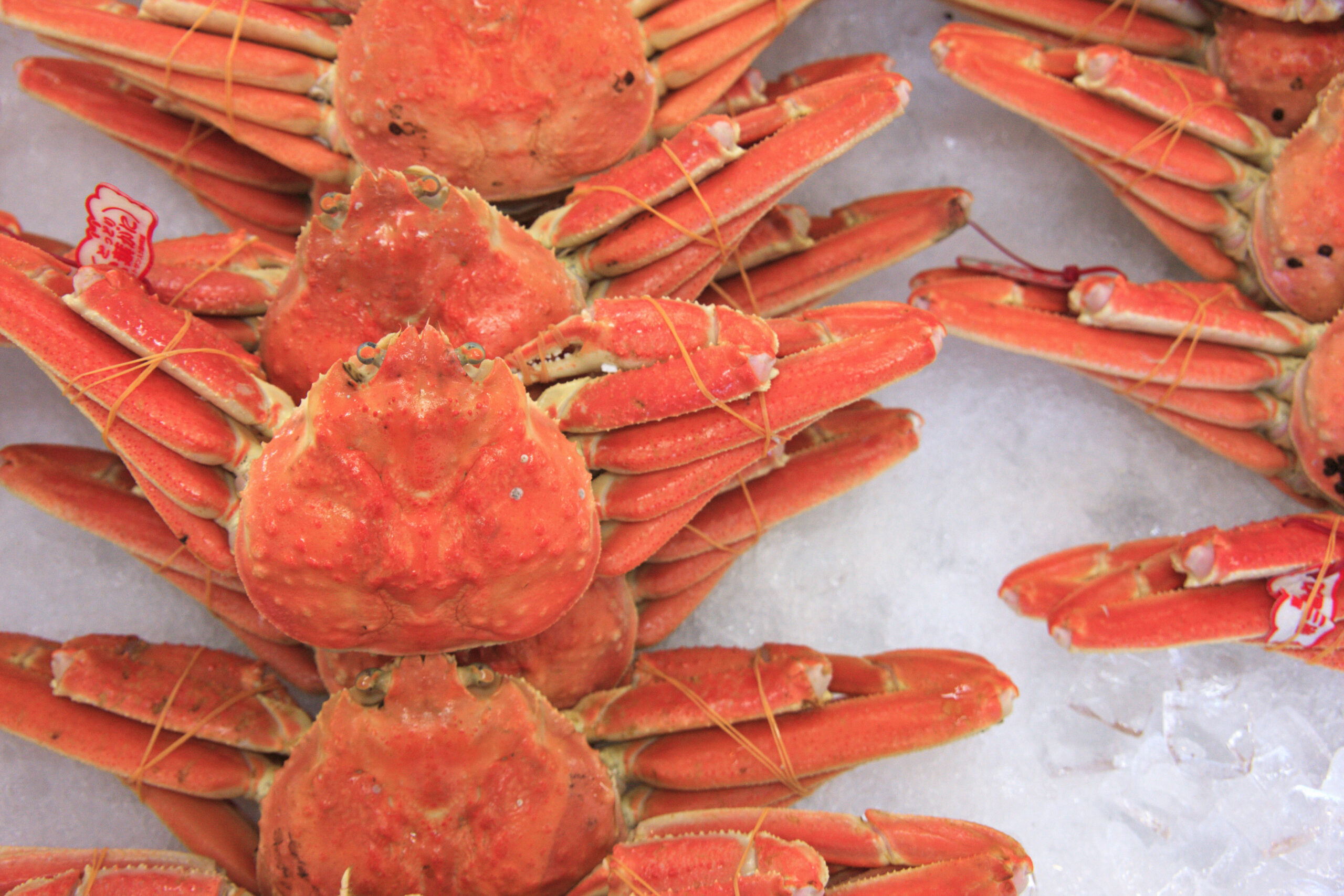 Pile of bright orange cooked crabs with rubber bands in a market display