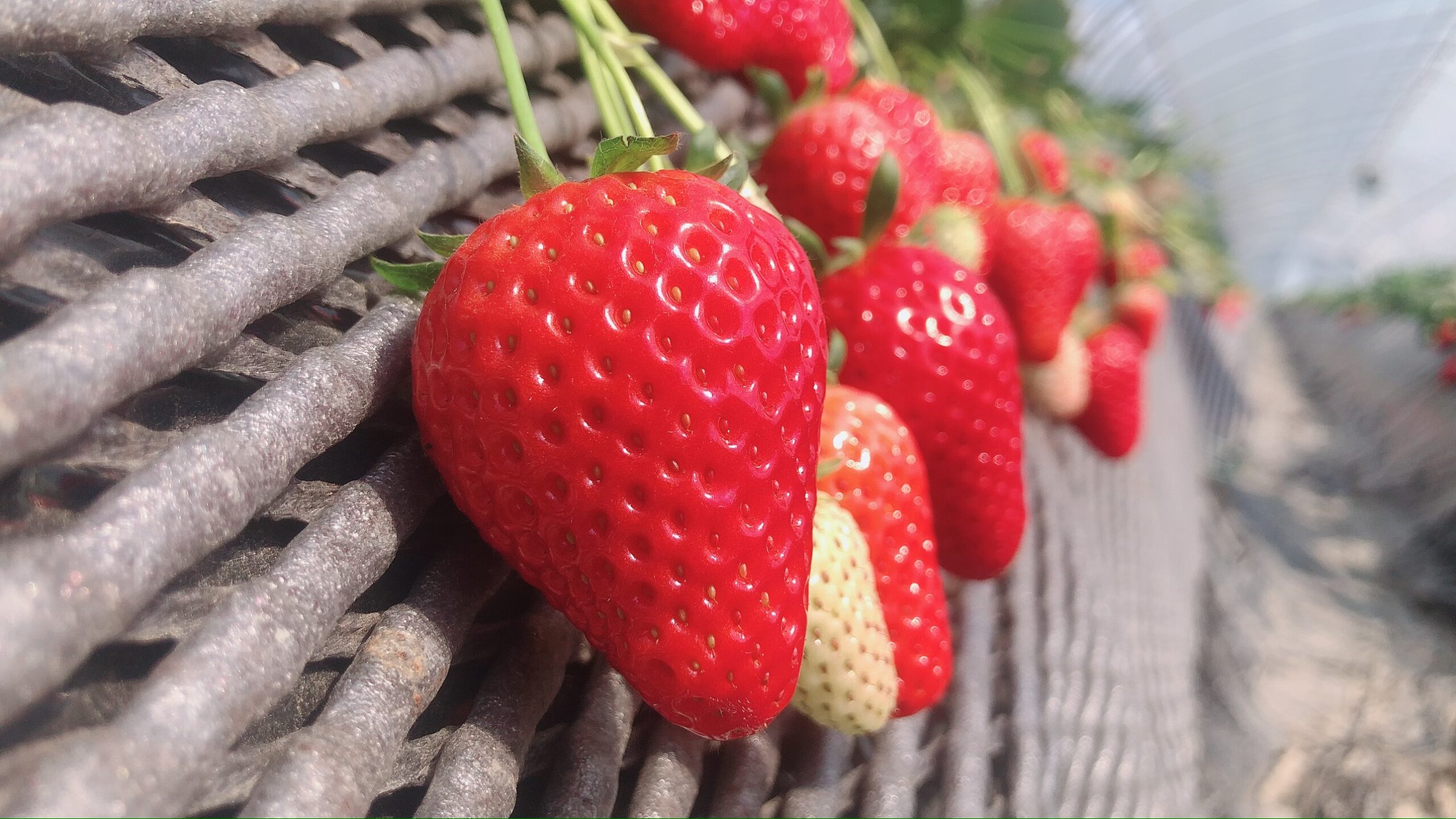 Close-up of ripe red strawberry in foreground with other berries blurred in the background on a textured surface