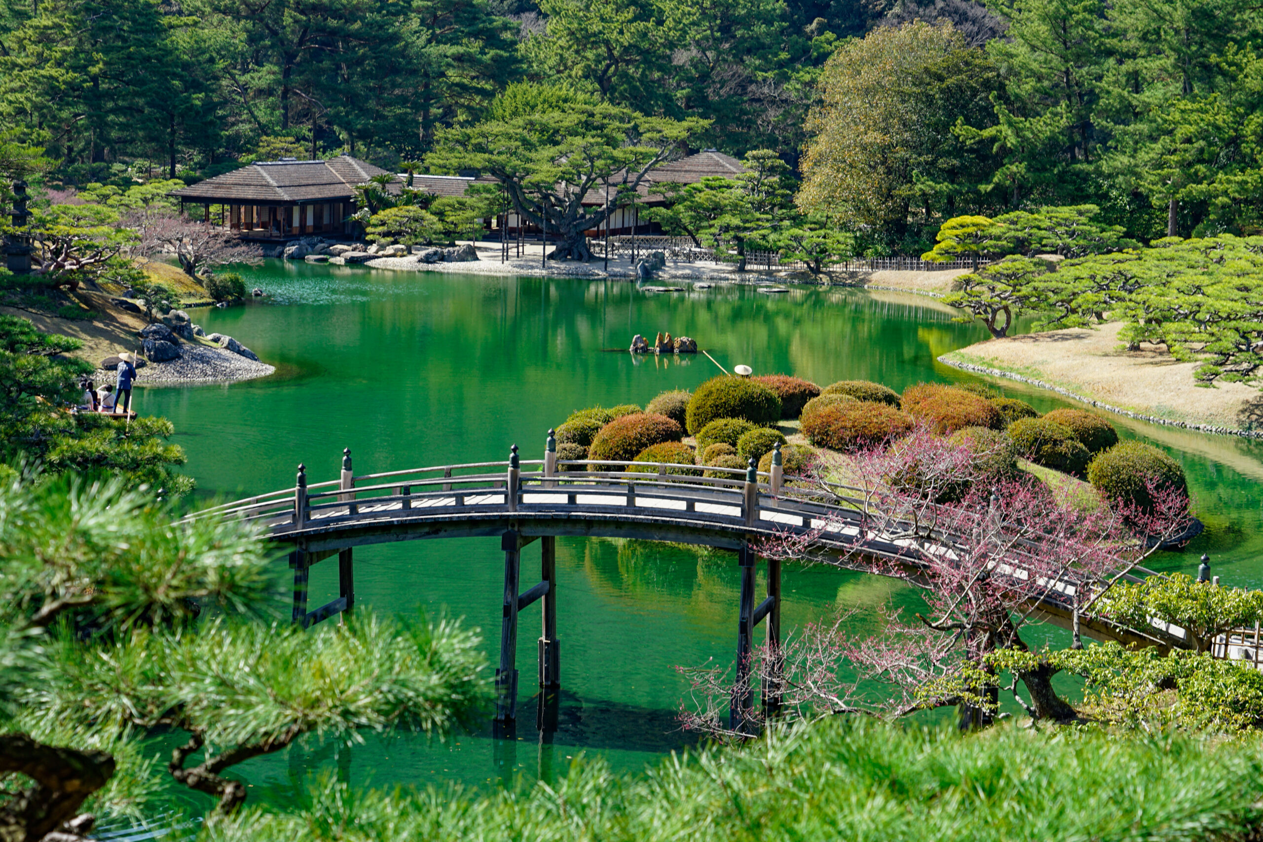 Wooden arched bridge over a green pond in a Japanese garden, with manicured shrubs and a traditional building in the background.