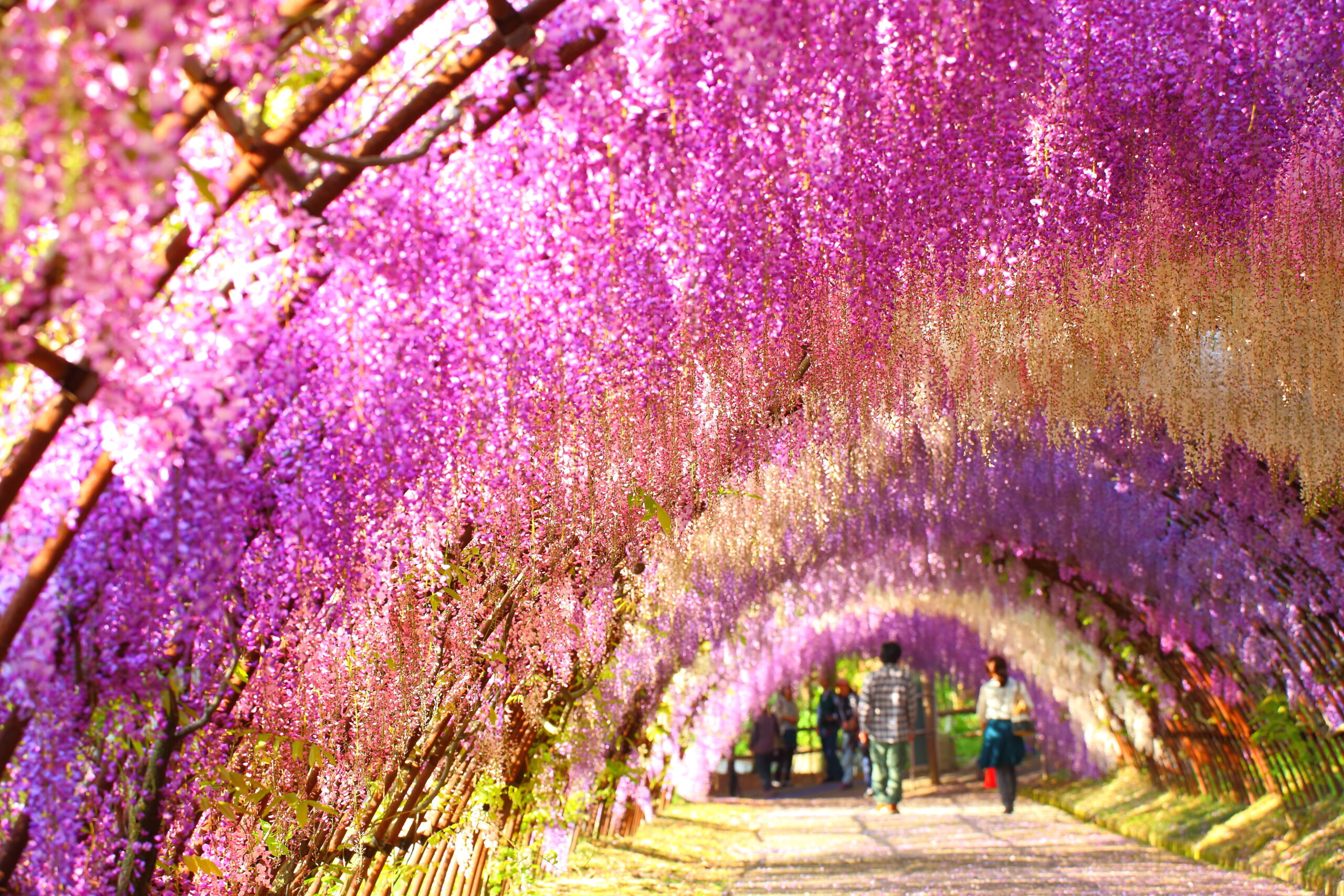 Path under cascading purple wisteria along a walkway with visitors in the background.