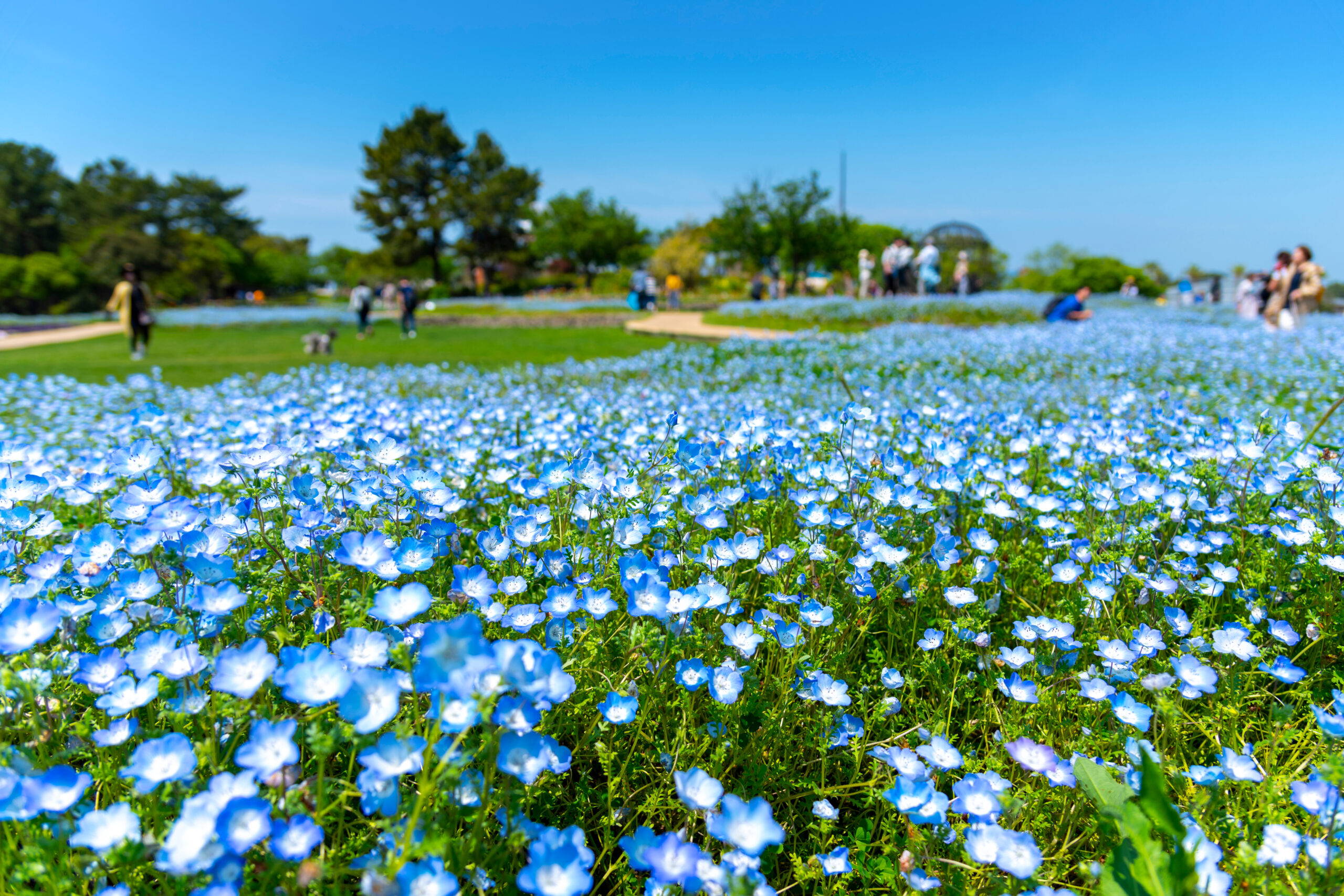 Field of small blue flowers in a sunny park with people strolling in the background; clear blue sky above.
