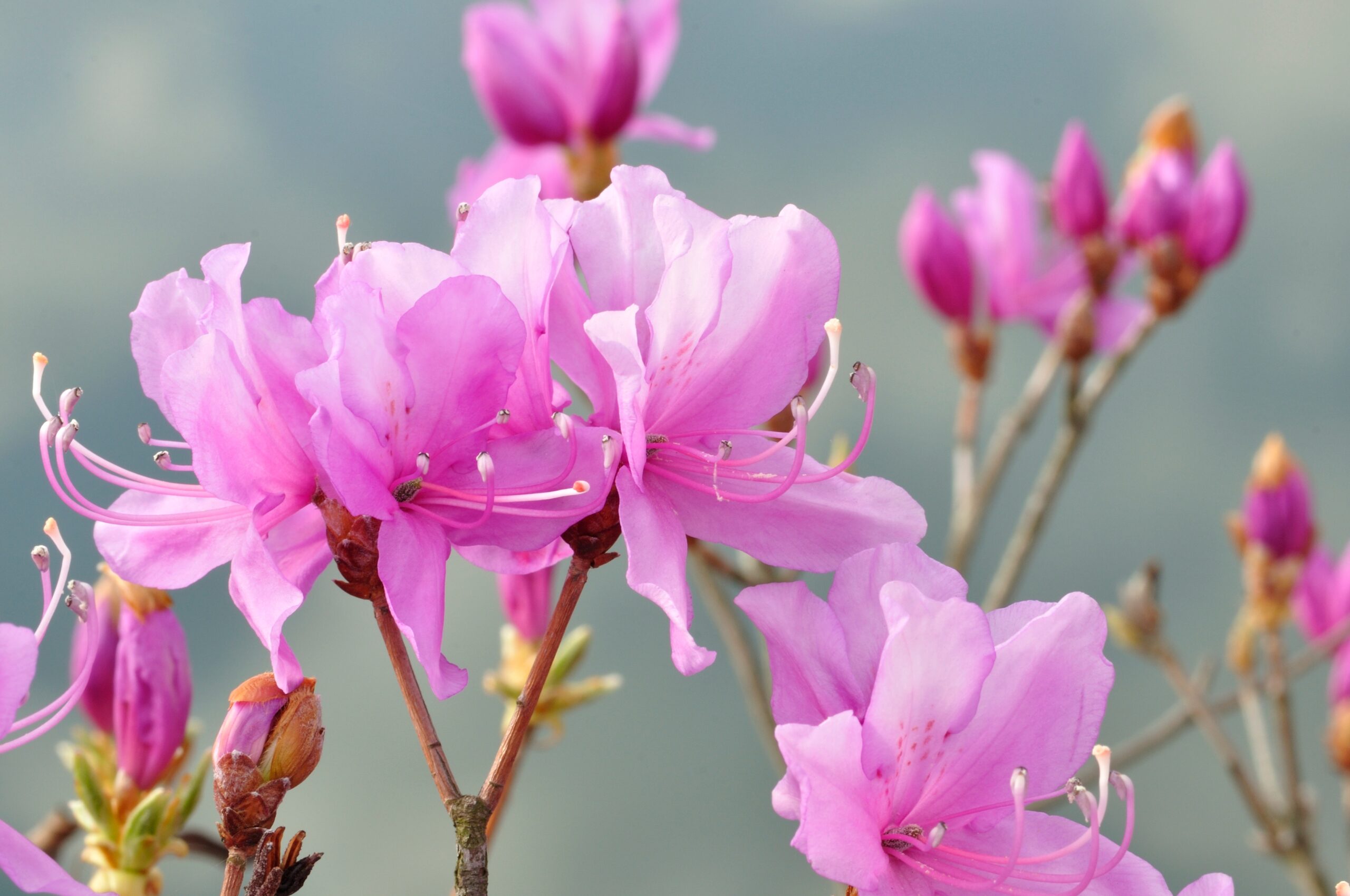 Close-up of pink azalea blossoms with delicate petals and long stamens against a soft background.