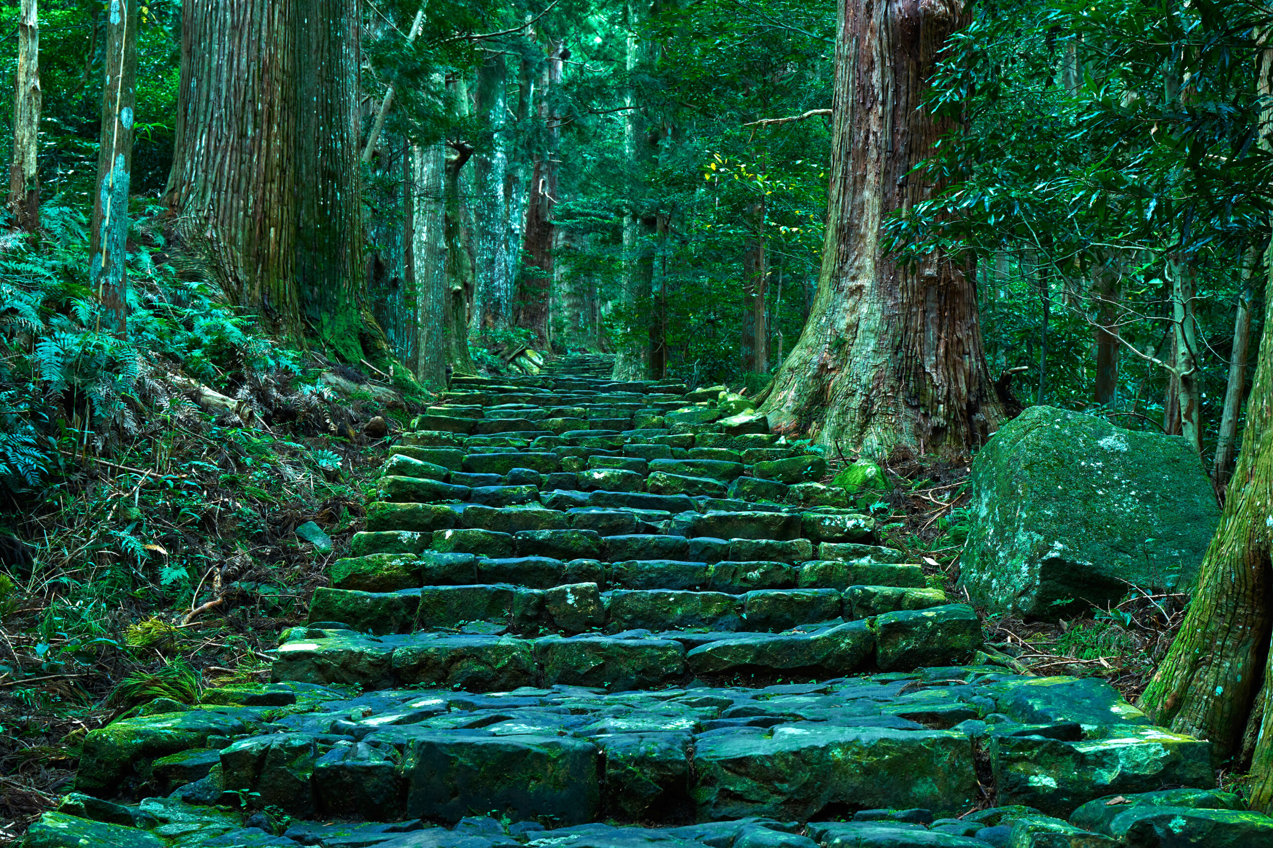 Stone moss-covered steps winding uphill through a dense green forest with tall trees and ferns