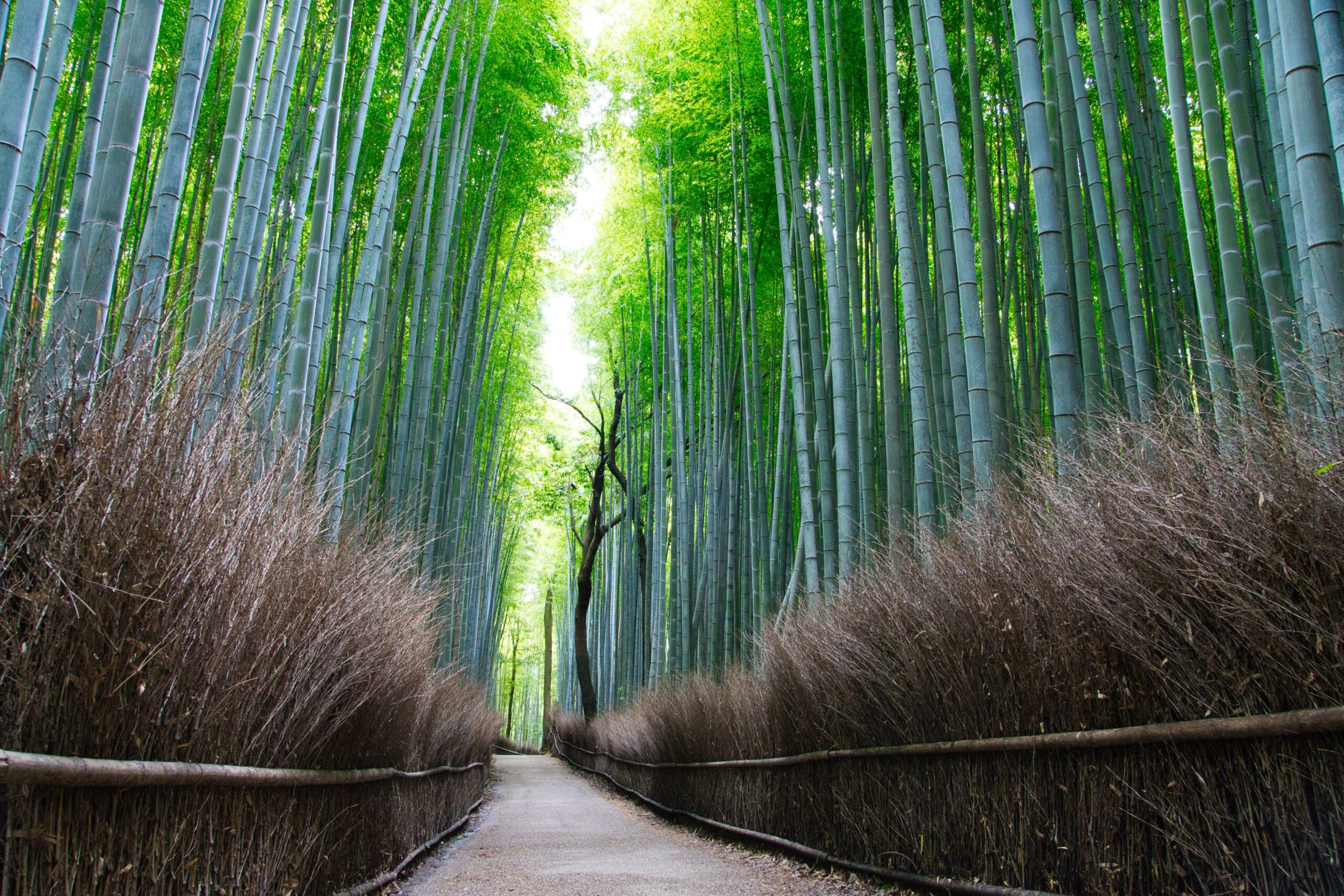 Narrow path winding through a dense bamboo forest with tall green stalks and bright light above.