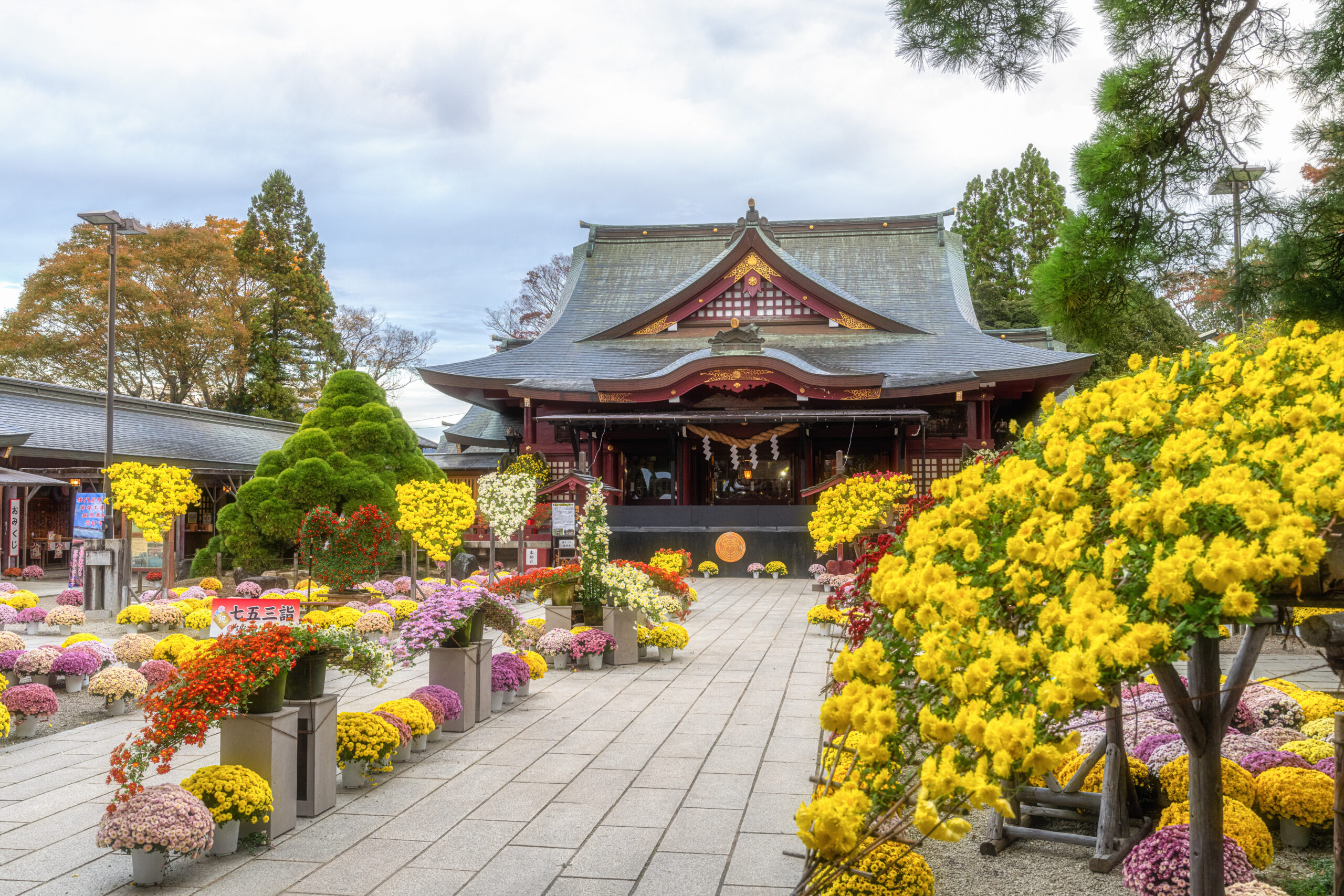 Temple with curved traditional roof surrounded by vibrant chrysanthemums in bloom in a courtyard.