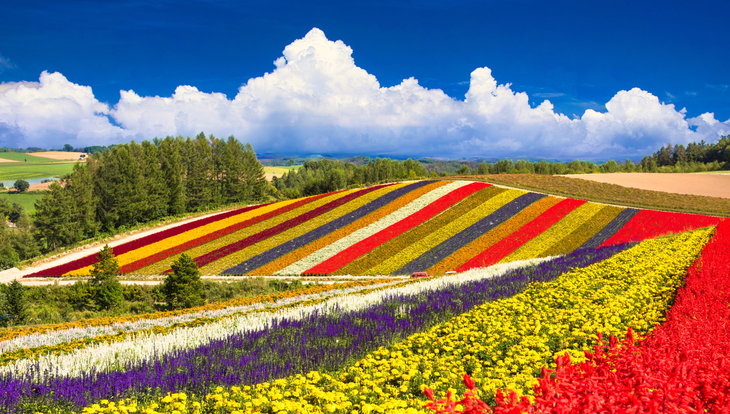 Rainbow-colored flower fields stretch across rolling hills under a blue sky with fluffy white clouds.