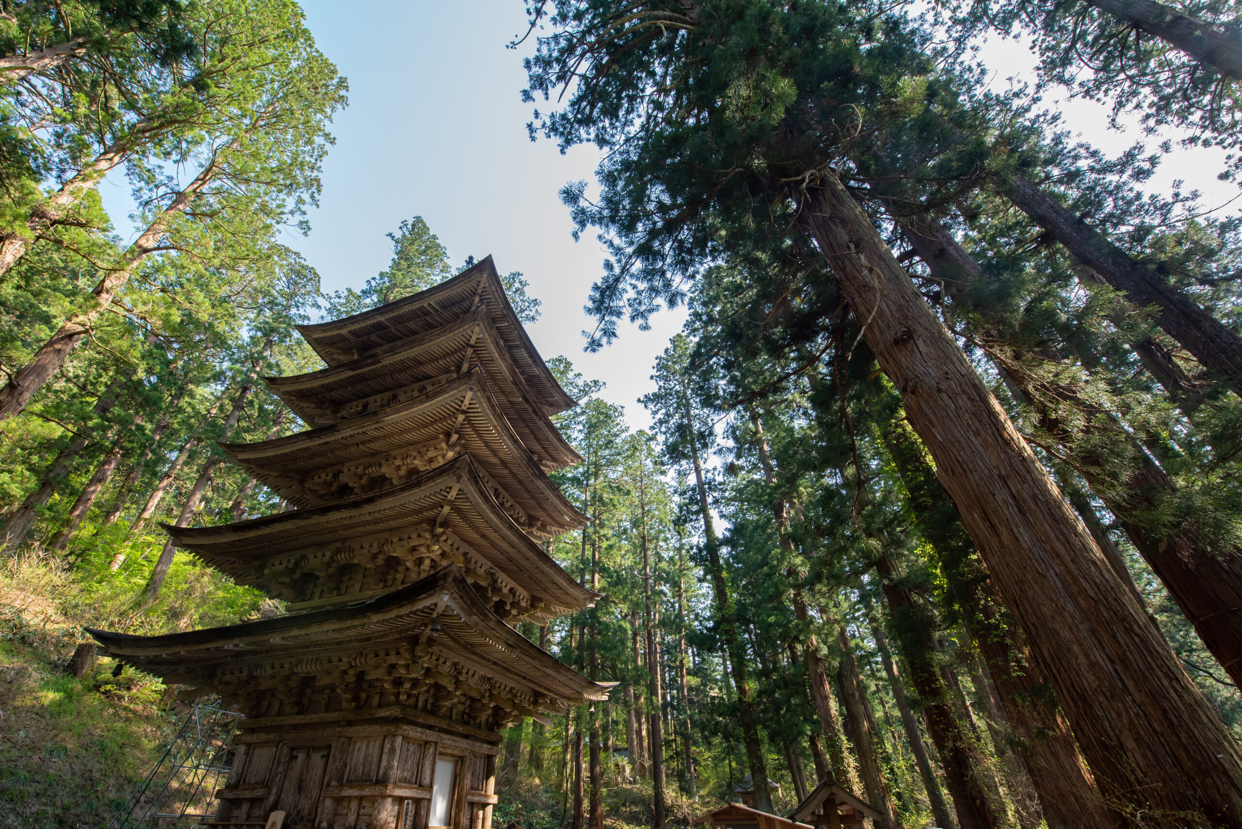 Wooden multi-tiered pagoda rising among tall pine trees in a sunlit forest.