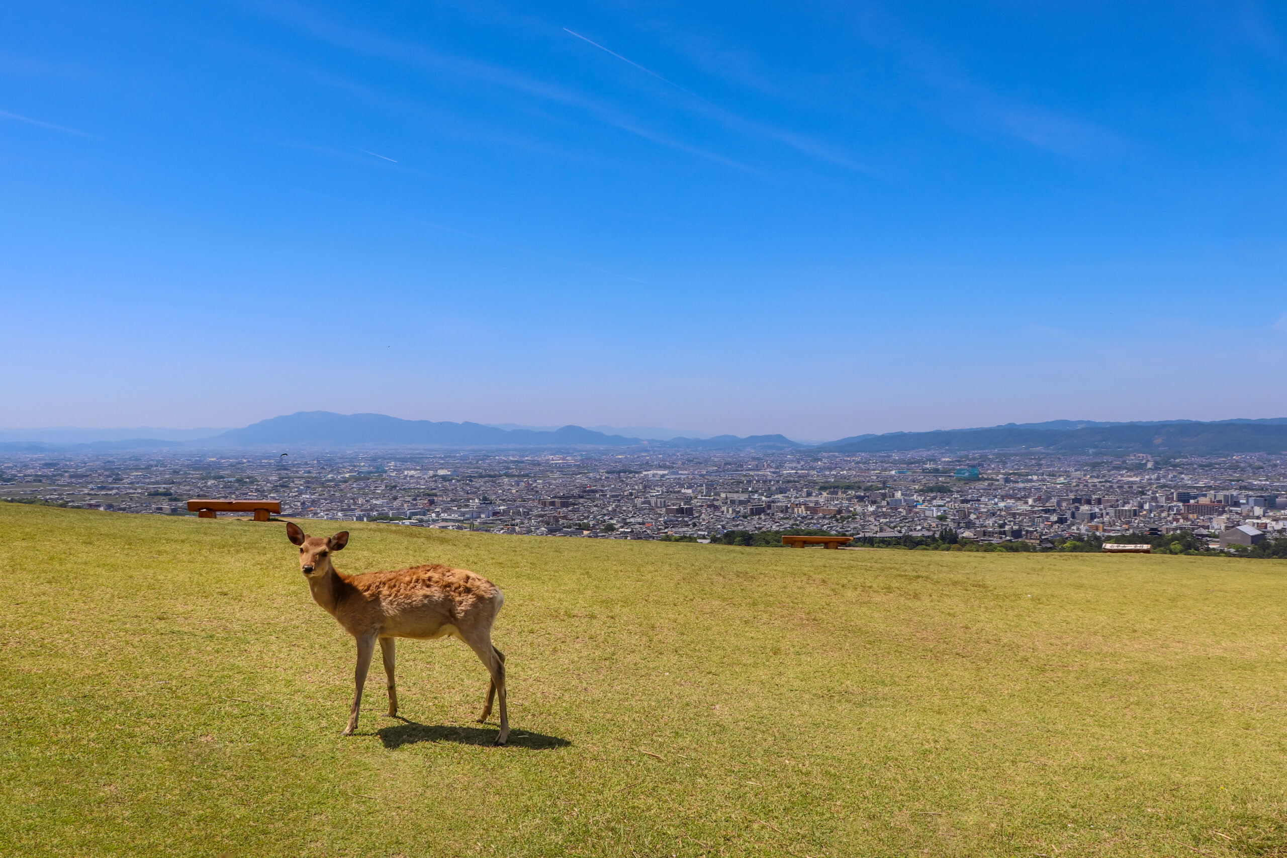 Deer standing on a grassy hill with a city below and a clear blue sky above.