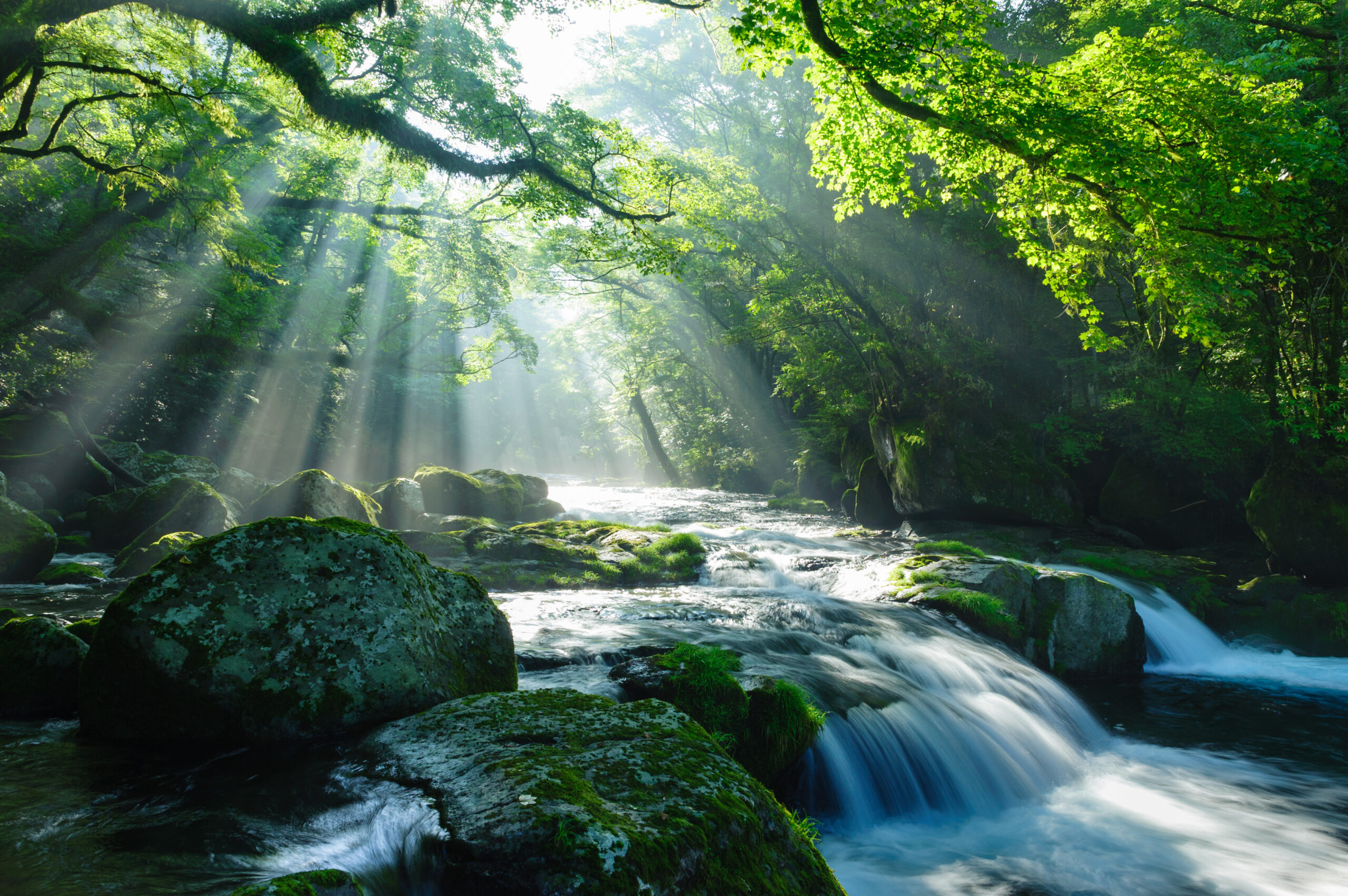 Sunbeams filter through a lush green forest onto a rocky, mossy stream