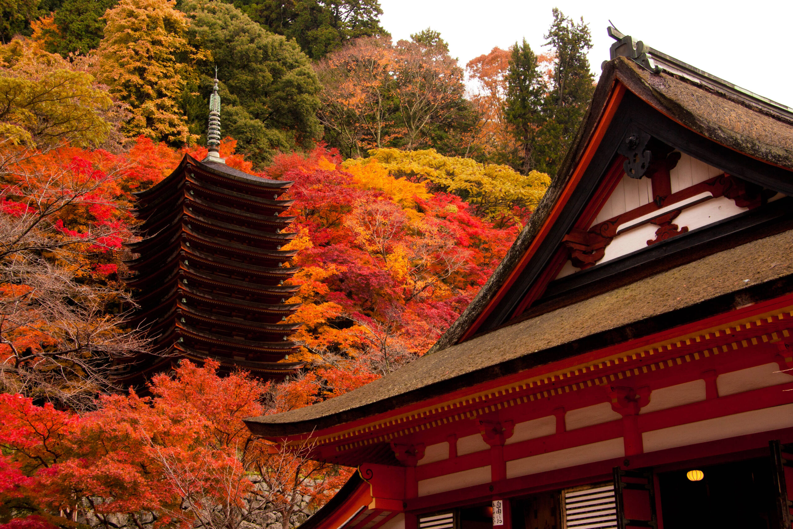 Autumn foliage surrounds a multi-tiered pagoda beside a red temple roof in a traditional shrine setting.