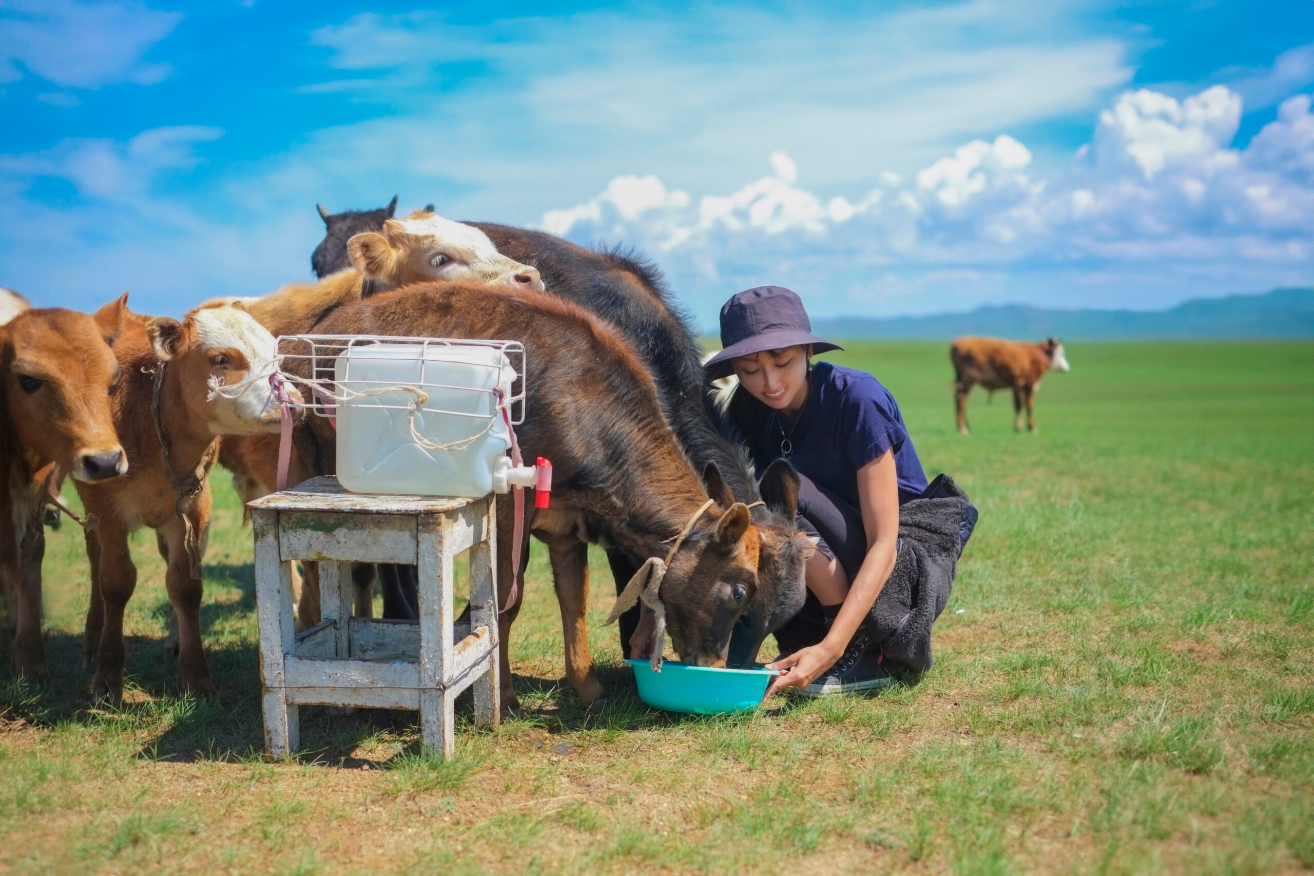 Person kneels beside a feeding trough as cows gather to eat in a sunny, open pasture with a blue sky above.