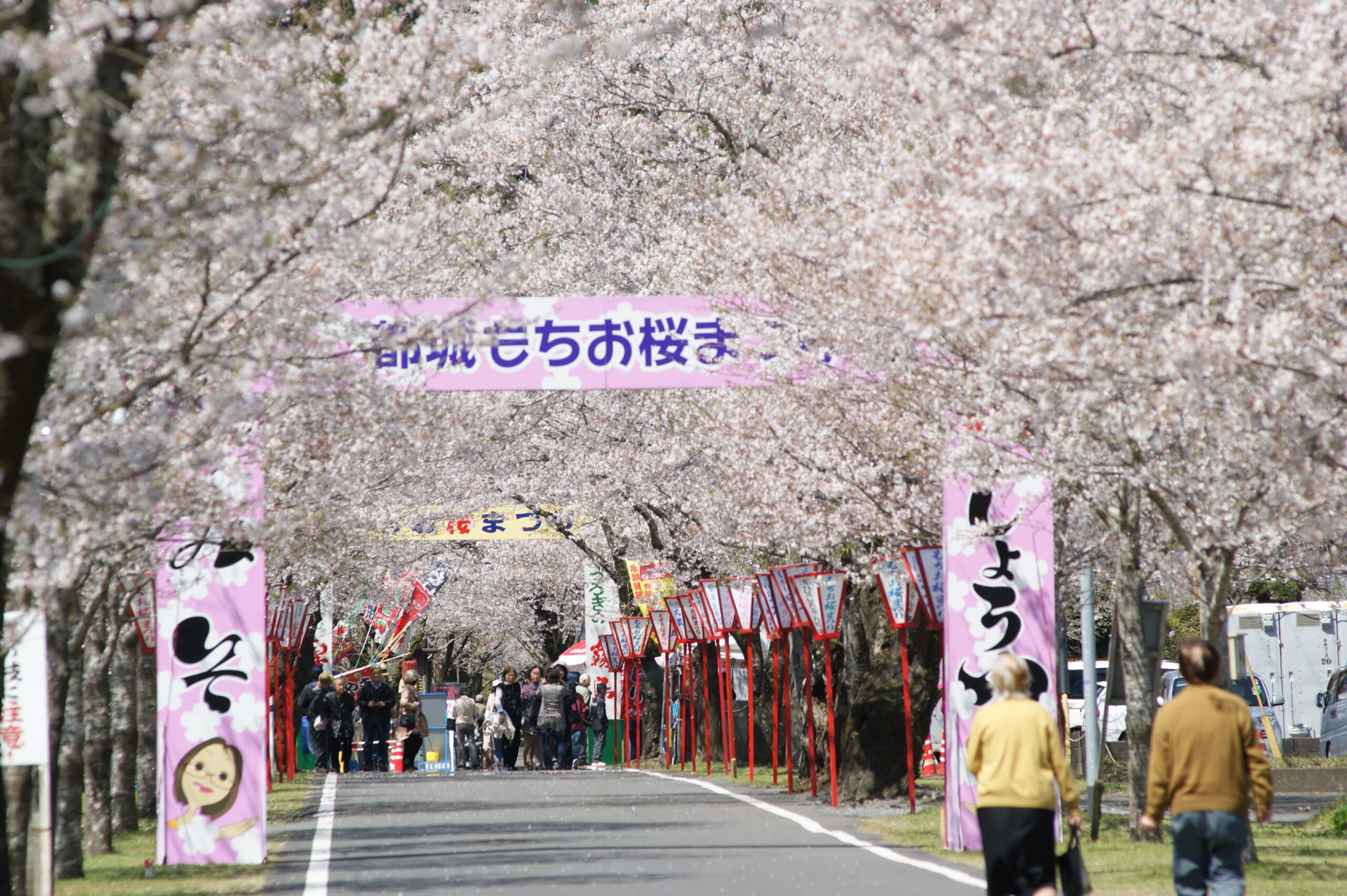 Cherry blossom trees lining a festival street with pink banners and paper lanterns, people walking along the path.