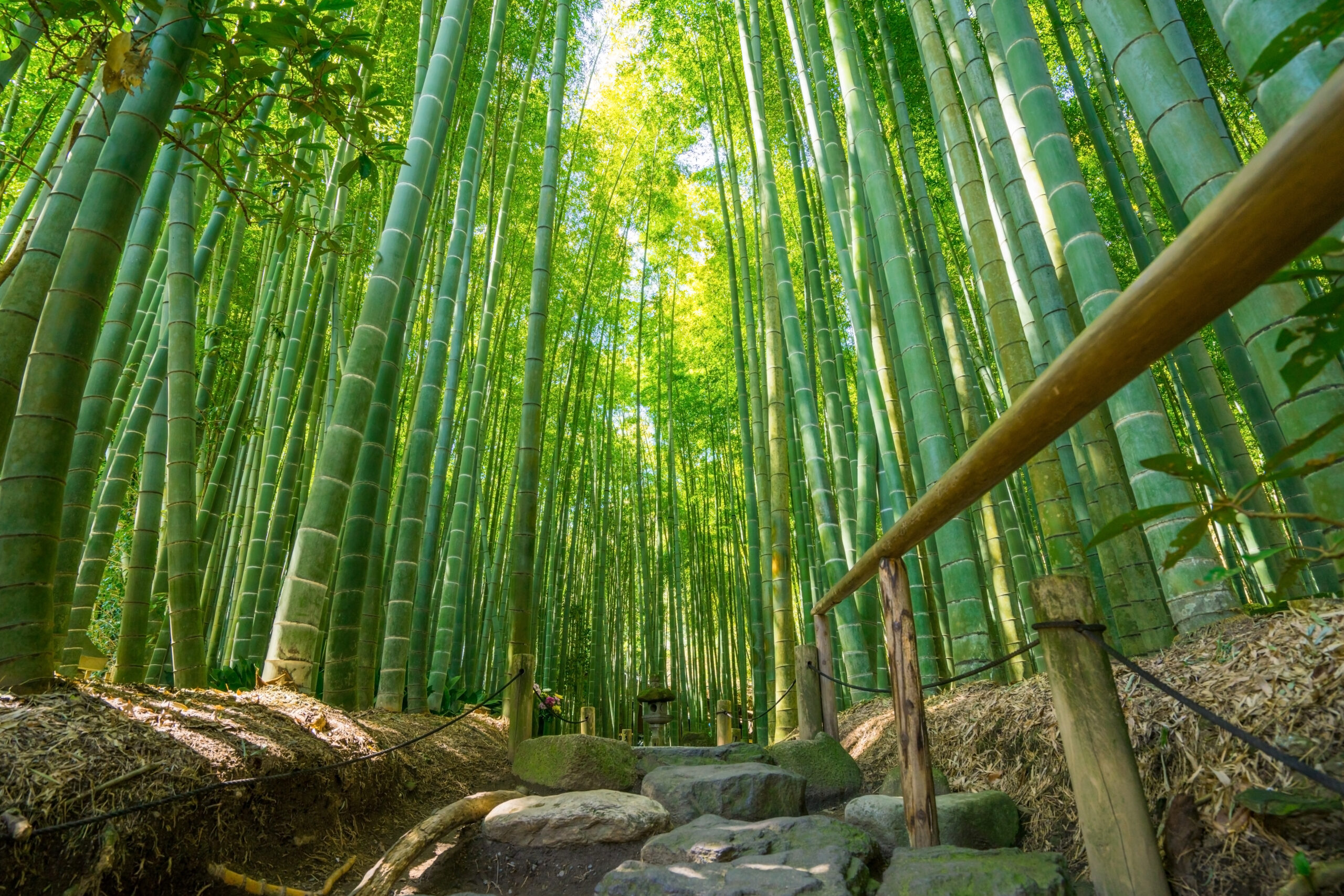 Dense green bamboo grove with tall stalks, sunlight filtering through, and a stone path with a wooden railing.