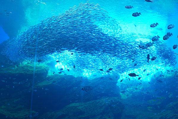 仙台うみの杜水族館(イメージ)