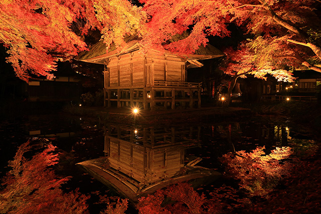 中尊寺 紅葉ライトアップ（イメージ）