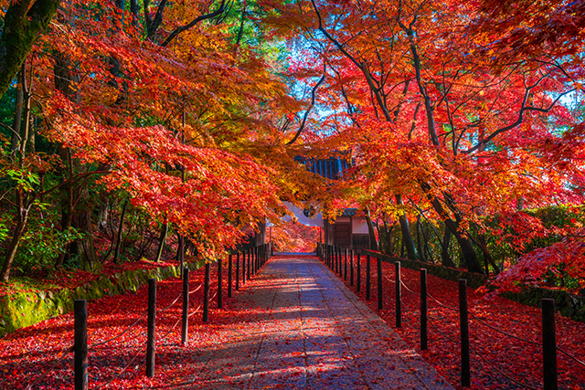光明寺 紅葉(イメージ)
