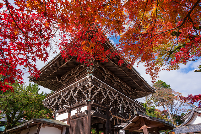 善峯寺 紅葉(イメージ)