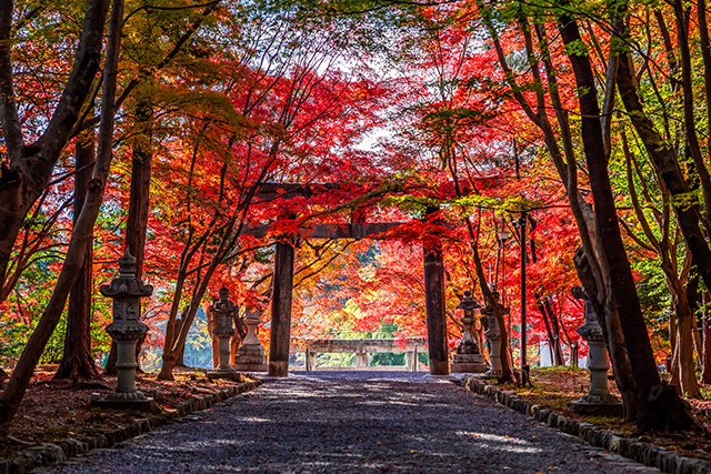 大原野神社 紅葉(イメージ)