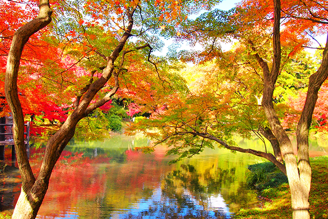 京都府立植物園 紅葉(イメージ)