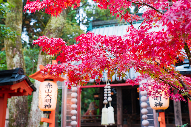 赤山禅院 紅葉(イメージ)