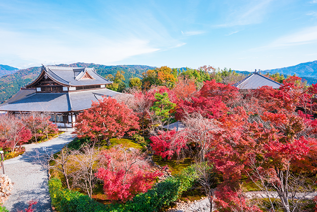 将軍塚青龍殿 紅葉(イメージ)