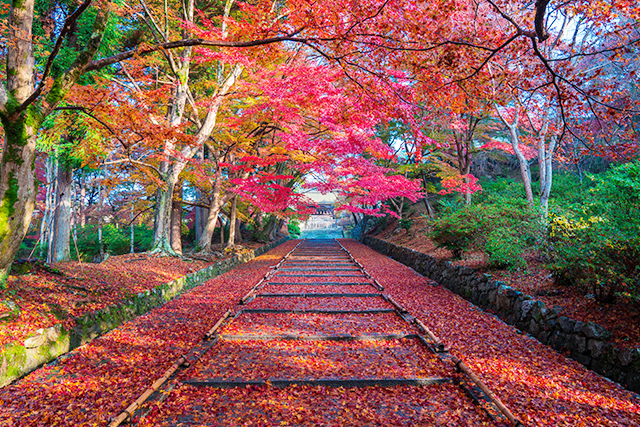 毘沙門堂 紅葉(イメージ)