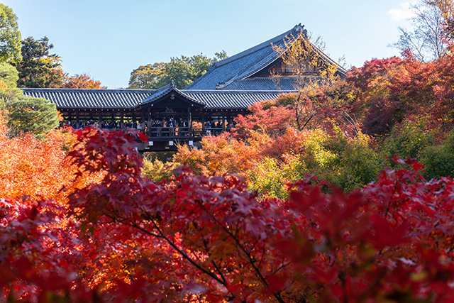 東福寺 紅葉(イメージ)