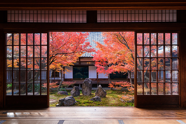 建仁寺 紅葉(イメージ)