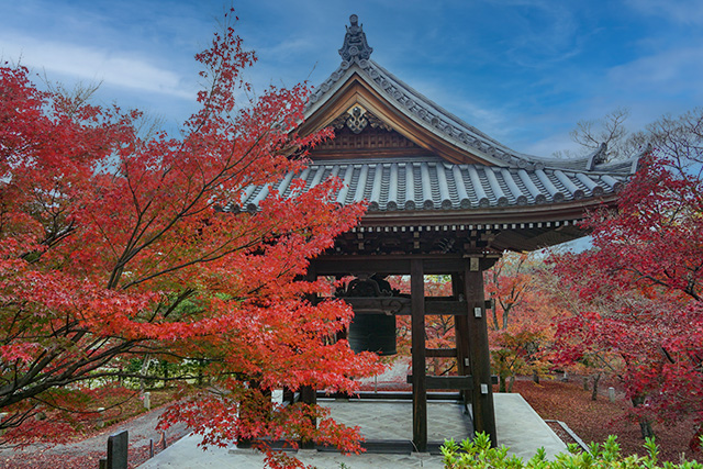 智積院 紅葉(イメージ)