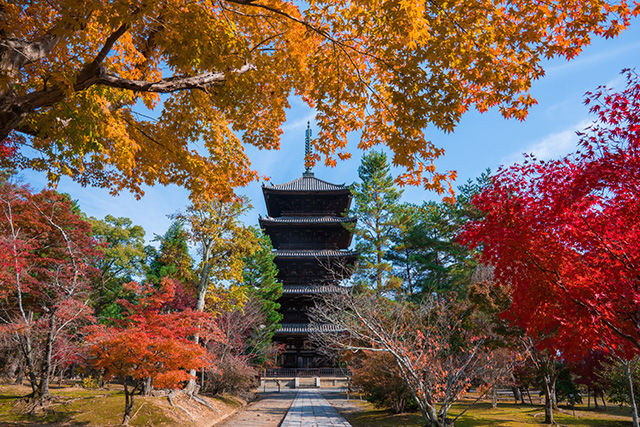 仁和寺 紅葉(イメージ)