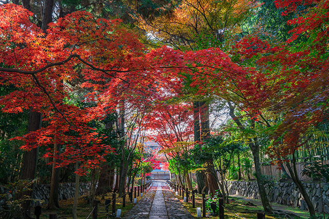 鹿王院 紅葉(イメージ)