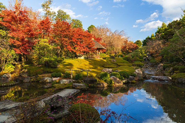 退蔵院 紅葉(イメージ)