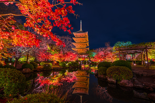東寺 紅葉(イメージ)