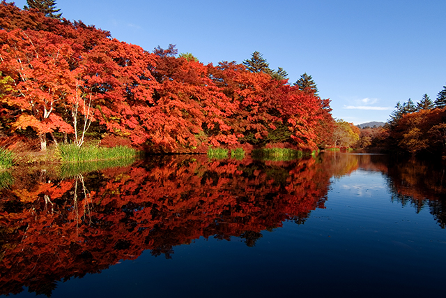 雲場池 紅葉(イメージ)