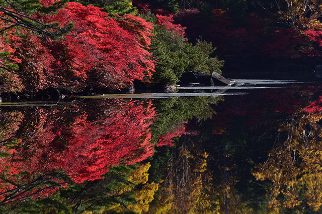 白駒の池 紅葉(イメージ)