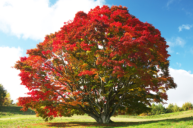 七色大カエデ 紅葉(イメージ)