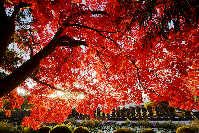 長円寺 紅葉(イメージ)