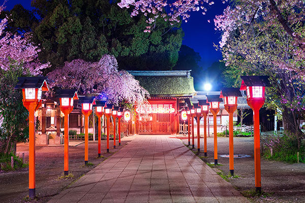 【京都】夜桜ライトアップが楽しめるおすすめスポット7選〈2026年最新〉