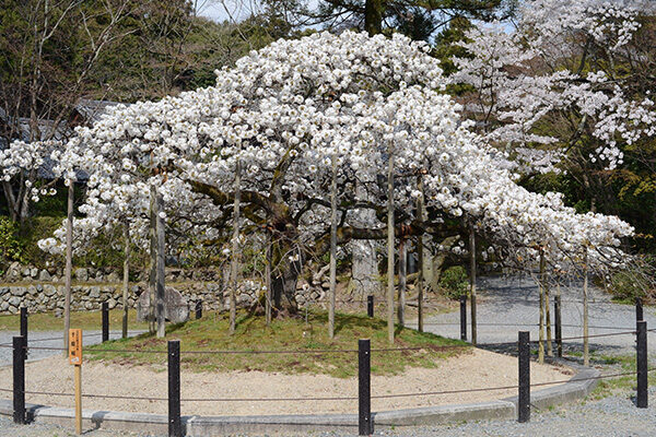【京都】桜の穴場スポットを厳選して紹介〈おすすめポイント・見頃・アクセス｜2026年最新〉