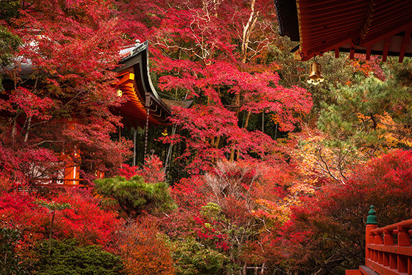 【京都】紅葉の穴場スポット10選〈2026年最新・紅葉の見頃も紹介〉