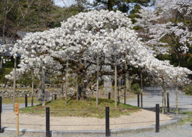 【京都】桜の穴場スポットを厳選して紹介〈おすすめポイント・見頃・アクセス｜2026年最新〉