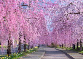 【2025年最新】日本の春を彩る「しだれ桜」の名所13選