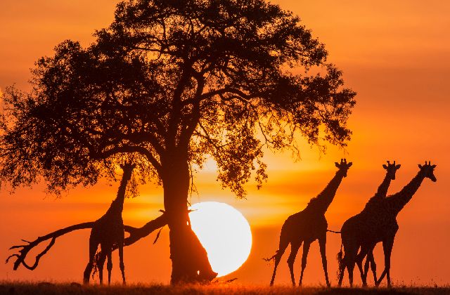 ケニア サファリ（イメージ）