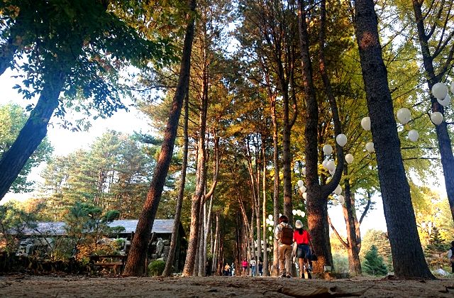 南怡島のメタセコイア並木の紅葉（イメージ）