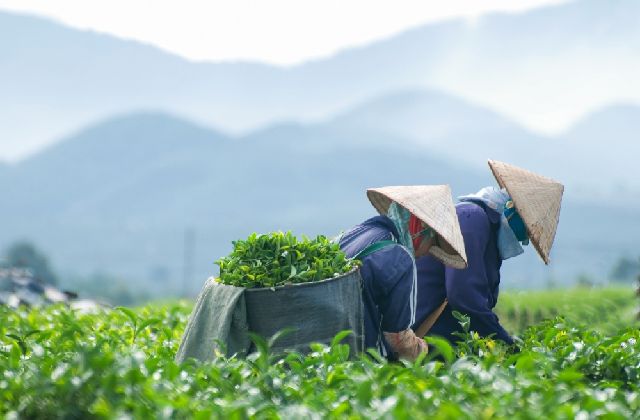 お茶摘み（イメージ）