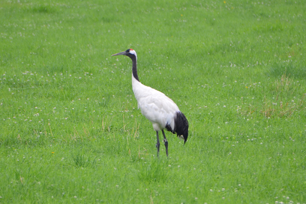 丹頂鶴自然公園（イメージ）